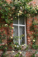 Fototapeta na wymiar Window and yellow climbing rose