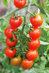 Tomates cerise