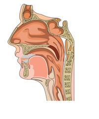 anatomy of the nose and throat