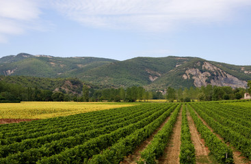 Fototapeta na wymiar Landscape with vineyard and sunflowers in France