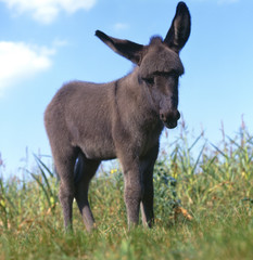 Fototapeta premium Esel_113878