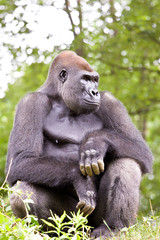 close-up of a big male gorilla