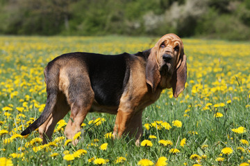 jeune chien de saint-hubert de profil tête tournée - pissenlits