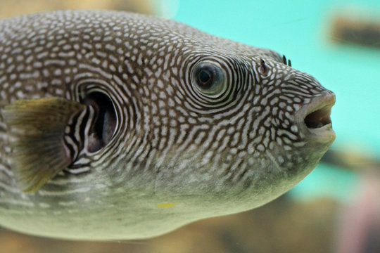 Kugelfisch
