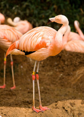 red flamingo in the Atlanta Zoo