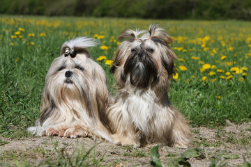 deux shih tzu couchés côte à côte dans la terre - poils longs