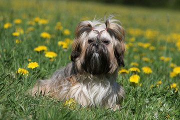 shih tzu couché de face dans l'herbe regardant au loin-sévère