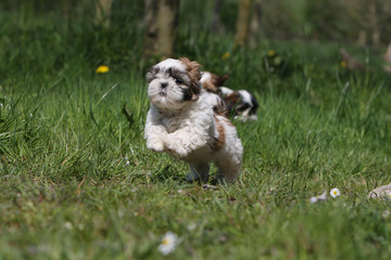 petit chiot shih tzu galopant de trois quart dans l'herbe -drôle