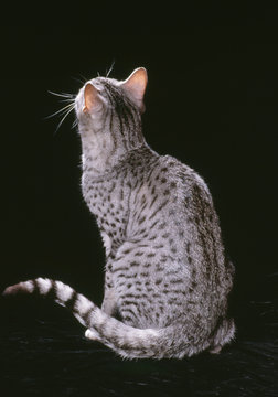 Chat Assis Images Parcourir 185 Le Catalogue De Photos Vecteurs Et Videos Adobe Stock