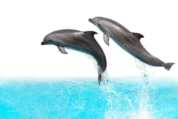 Printed kitchen splashbacks Dolphins Jumping Dolphins