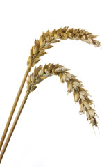 Zwei Weizen&auml;hren