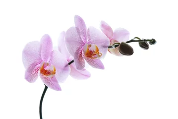 Fotobehang Orchidee Roze gevlekte orchideeën geïsoleerd op een witte achtergrond