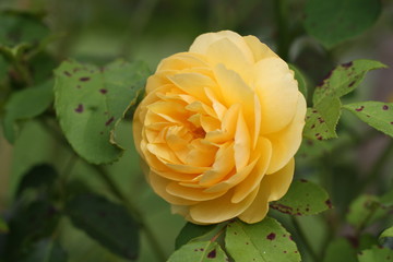 Orange Rose