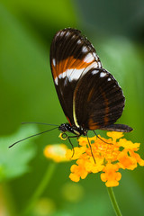 Heliconius tropical butterfly on Lantana flowers