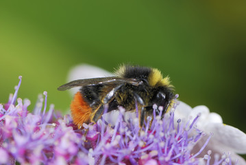 Bumble bee