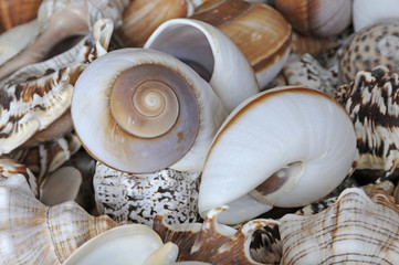 Meeresschnecken © Fotolyse