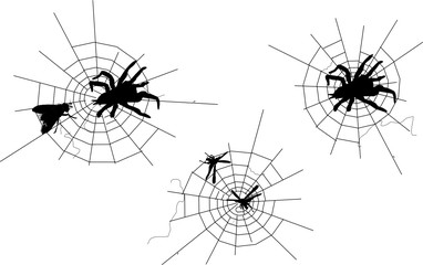 three spider webs