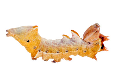 horrible yellow caterpillar
