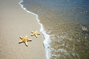 two starfish on a beach