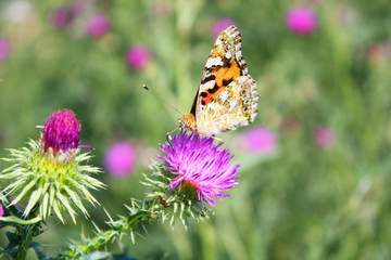 butterfly