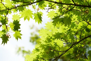 green leaves