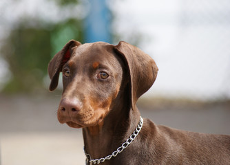 doberman puppy