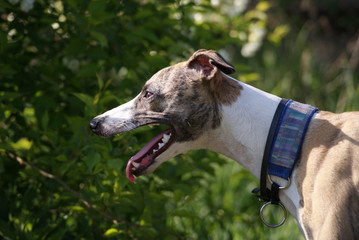 whippet dog