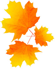 Leaves of a tree a maple