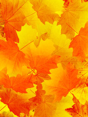 Naklejka na ściany i meble Leaves autumn in wood