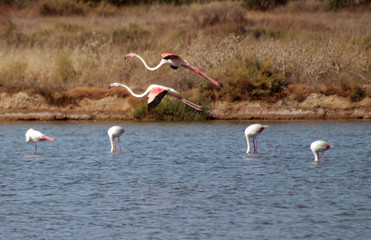 flamingos