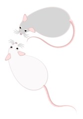 Lovely fluffy mice on a white background