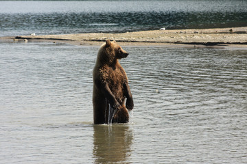Standing bear