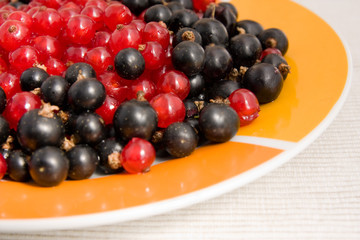 red and black currants