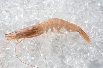 gamba congelada