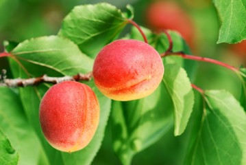 Apricot