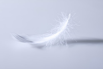 Obraz premium pióro