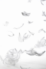 Fototapeta premium 羽