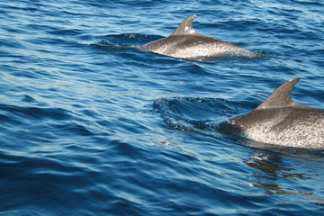 Spotted Dolphin Fins