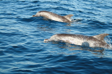 Spotted Dolphin Pair