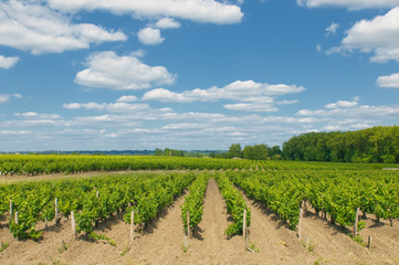 Fototapeta na wymiar vineyards in bordeaux