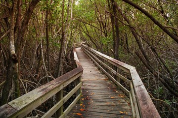 Obraz premium pasarela en la naturaleza