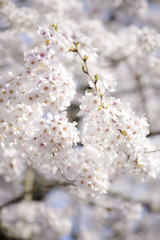 Obraz premium 桜