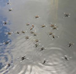 Team work - common pond skater