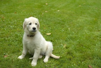 Golden Retriever Welpe