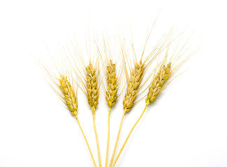 Fototapeta premium Wheat isolated on white