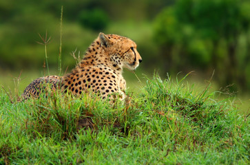 Wild african cheetah