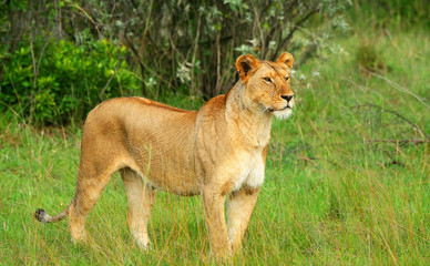 Fototapeta na wymiar Wild african lioness