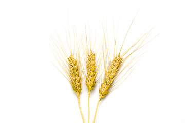 Obraz premium Wheat isolated on white