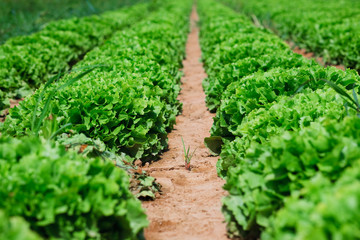 Beautiful, big, green cabbage from ecological farm