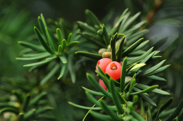 Naklejka premium Blüten 101